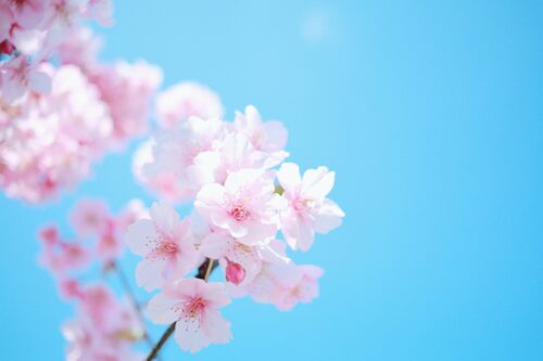 青空に咲く桜の花