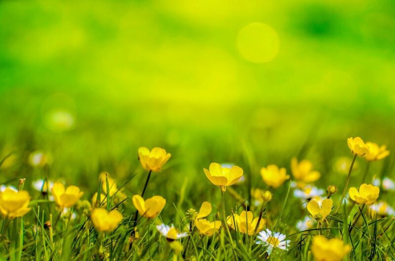 草原に咲く黄色い花