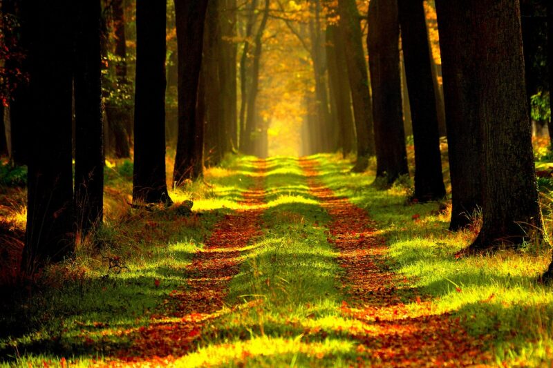森の中の長い道